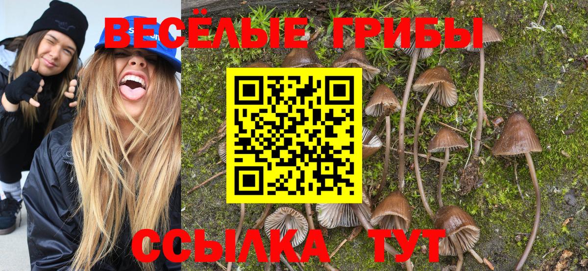где продают   Вход с VPN  Азов  Галлюциногенные грибы Cubensis 